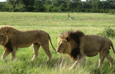 Lion pair